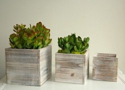 Вазы и кашпо для цветов